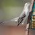 Northern Mockingbird